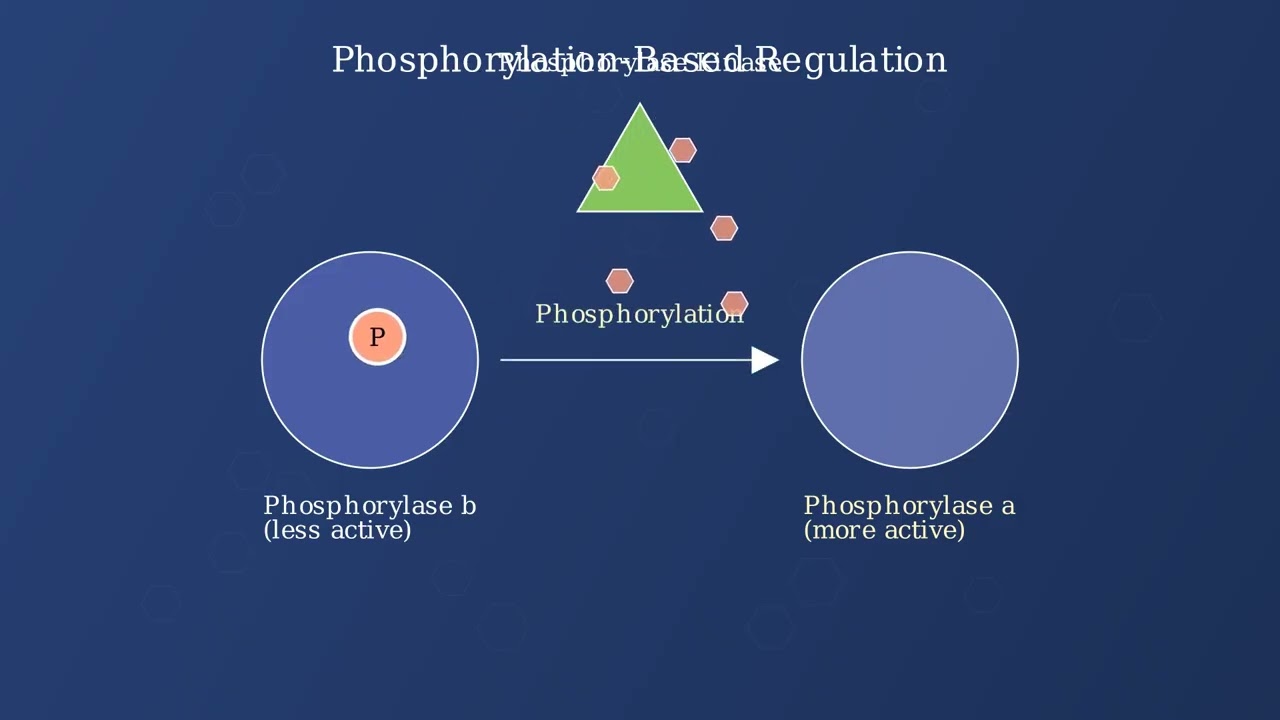 Glycogenolysis Explained: Breaking Down Stored Glucose 3 youtube thumb vdLsEDsvC94