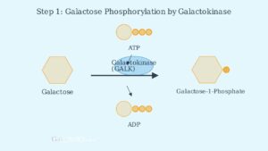 Galactose Metabolism: The Leloir Pathway Explained