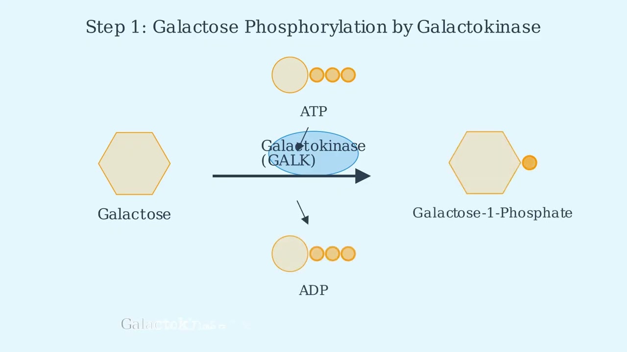 Galactose Metabolism: The Leloir Pathway Explained 4 youtube thumb