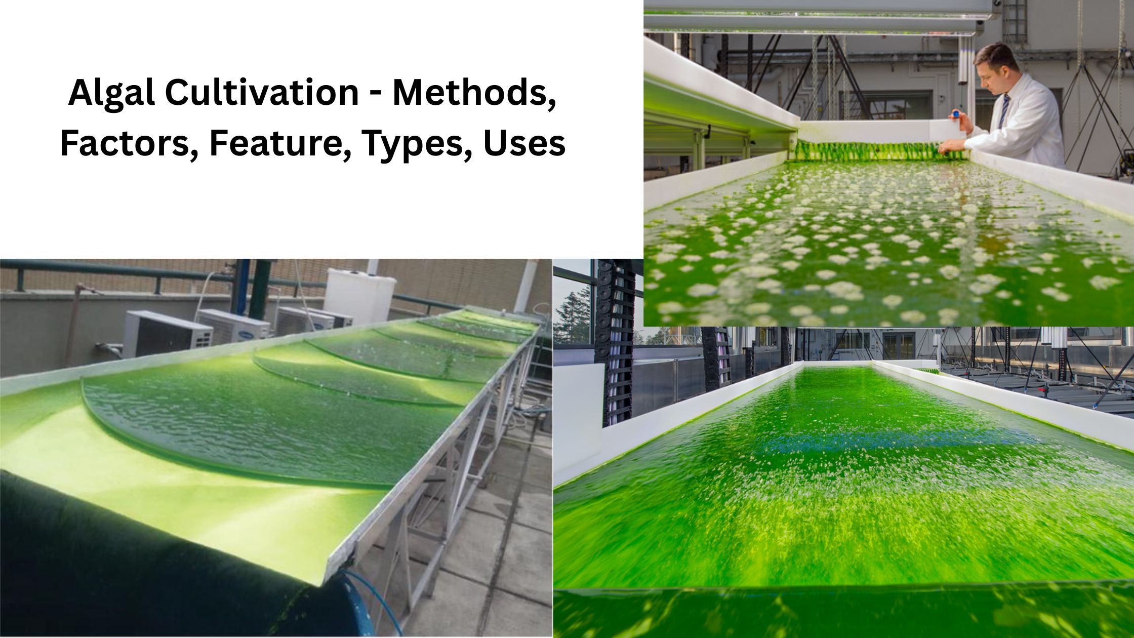 Algal Cultivation - Methods, Factors, Feature, Types, Uses 5 Algal Cultivation - Methods, Factors, Feature, Types, Uses