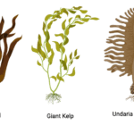 Brown Algae (Phaeophyceae)- Habitat, Characteristics, Morphology, Importance 2 Brown Algae (Phaeophyceae)- Habitat, Characteristics, Morphology, Importance