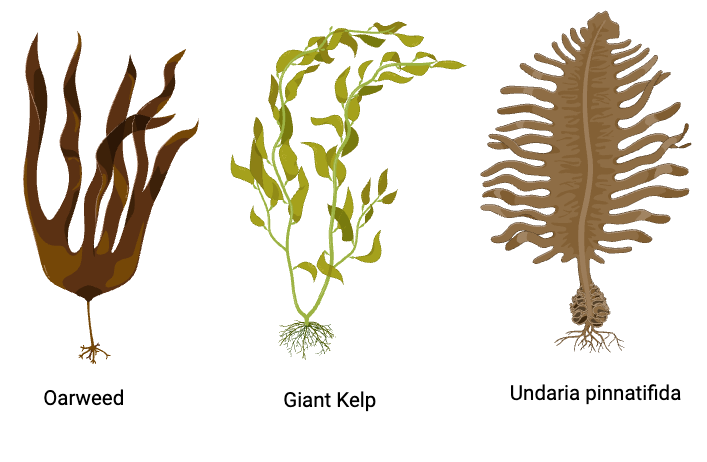 Brown Algae (Phaeophyceae)- Habitat, Characteristics, Morphology, Importance 1 Brown Algae (Phaeophyceae)- Habitat, Characteristics, Morphology, Importance