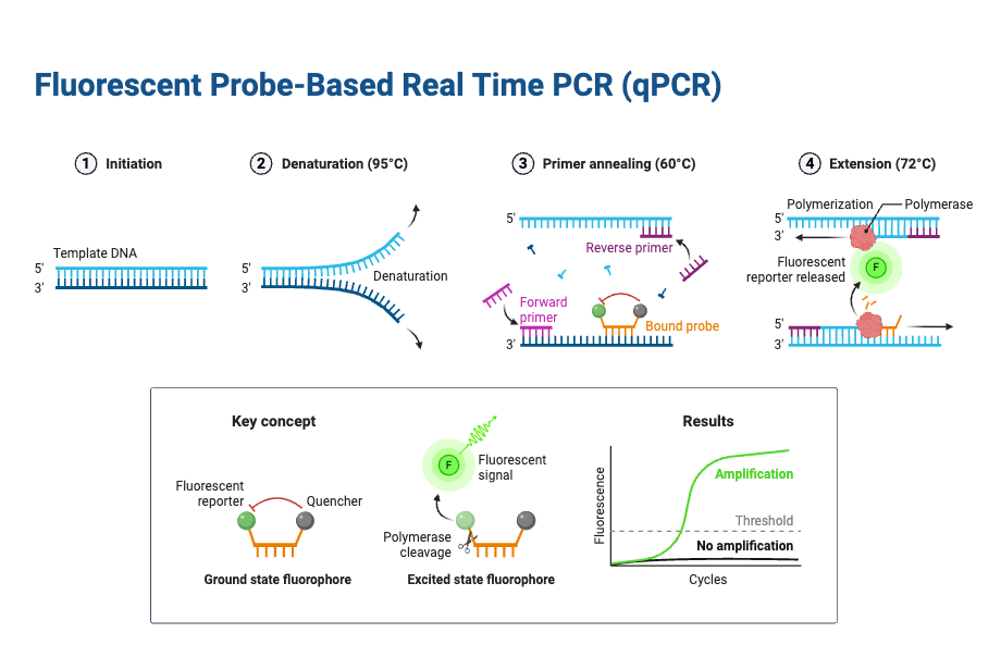 Real-Time PCR (qPCR) - Definition, Principle, Protocol, Application, Advantages 1 Fluorescent Probe-Based Real Time PCR