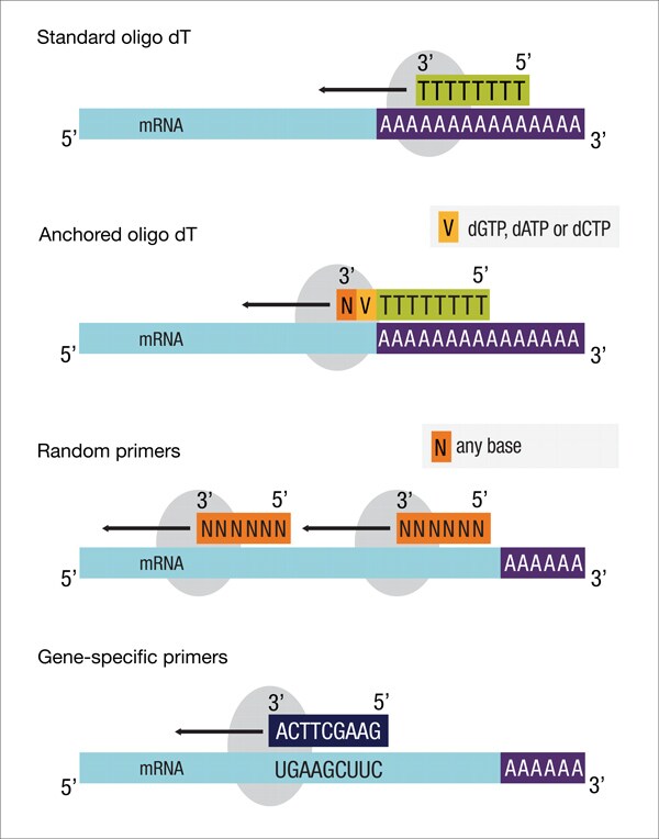 Four different priming methods for the reverse transcription step in two-step assays of RT-qPCR.