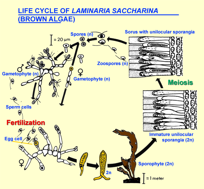 Brown Algae (Phaeophyceae)- Habitat, Characteristics, Morphology, Importance 2 Laminaria: life cycle