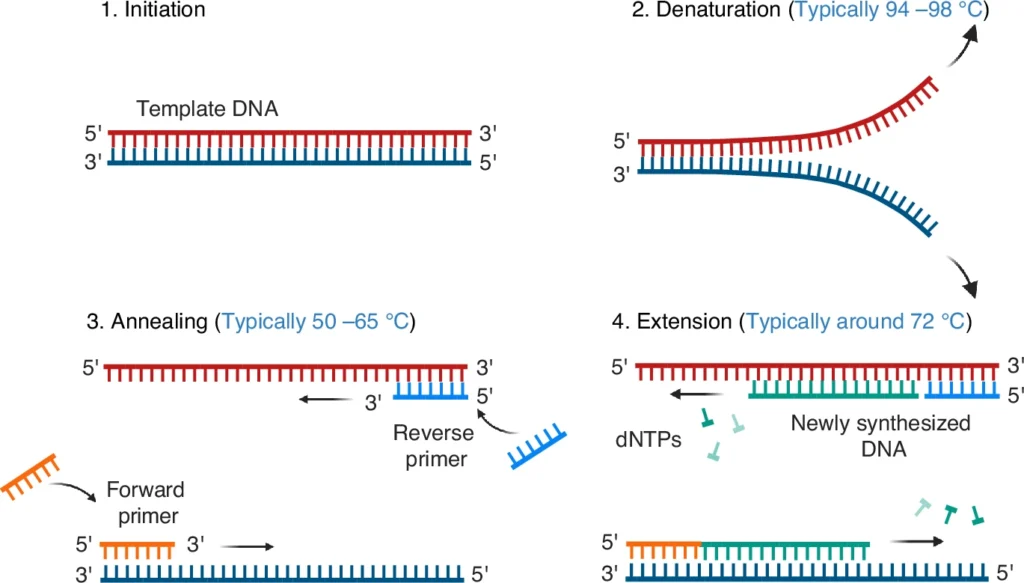 Main stages in the PCR process