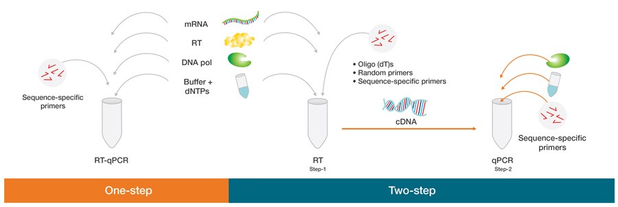 One-step vs. two-step RT-qPCR.