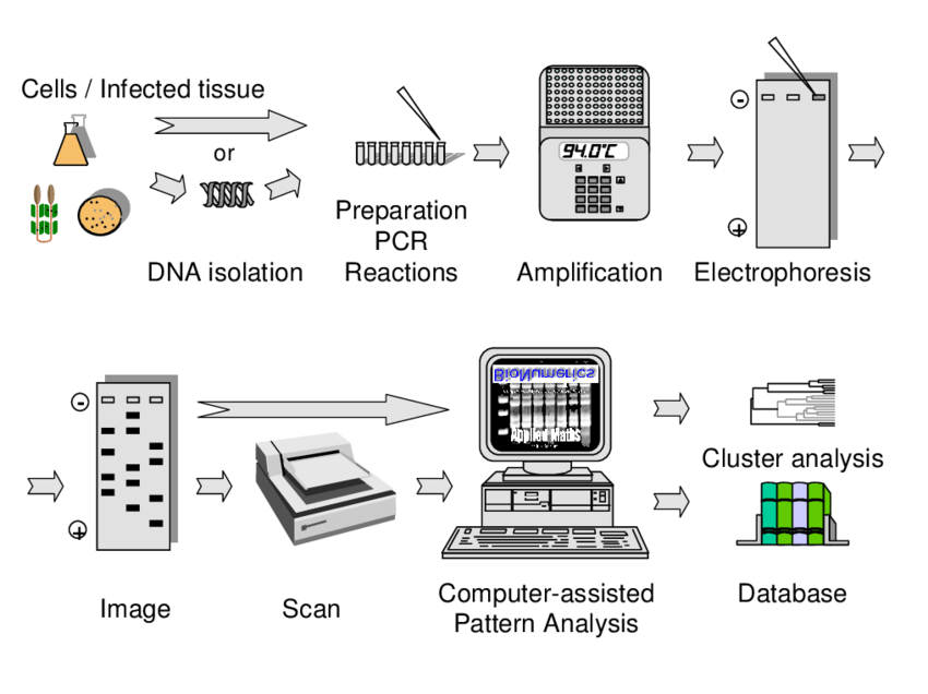 Overview of rep-PCR genomic fingerprinting and computer assisted analysis.