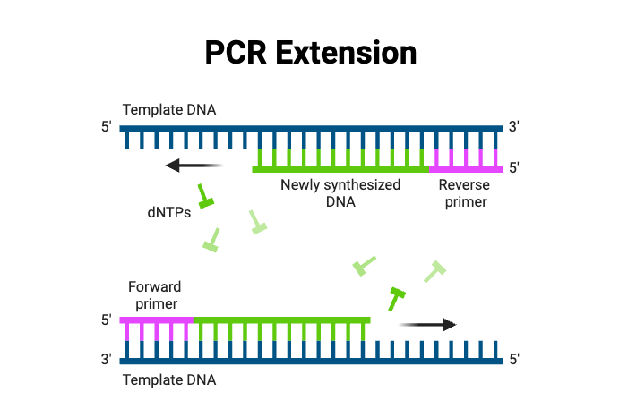 Polymerase Chain Reaction (PCR) - Definition, Steps, Principle, Application 8 PCR Extension