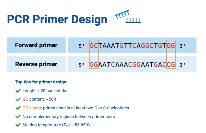 Polymerase Chain Reaction (PCR) - Definition, Steps, Principle, Application 4 PCR Primer Design