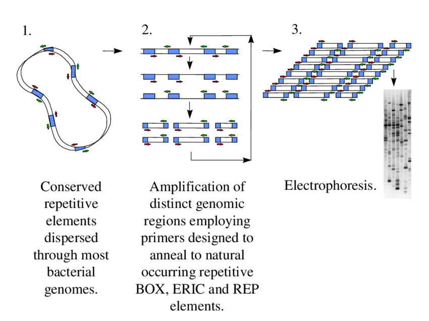 Principle of rep-PCR genomic fingerprinting. 
