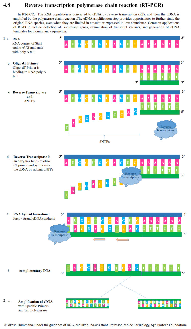 Reverse Transcription PCR (RT-PCR) - Principle, Steps, Applications ...