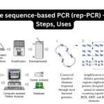 Repetitive sequence-based PCR (rep-PCR) - Principle, Steps, Uses
