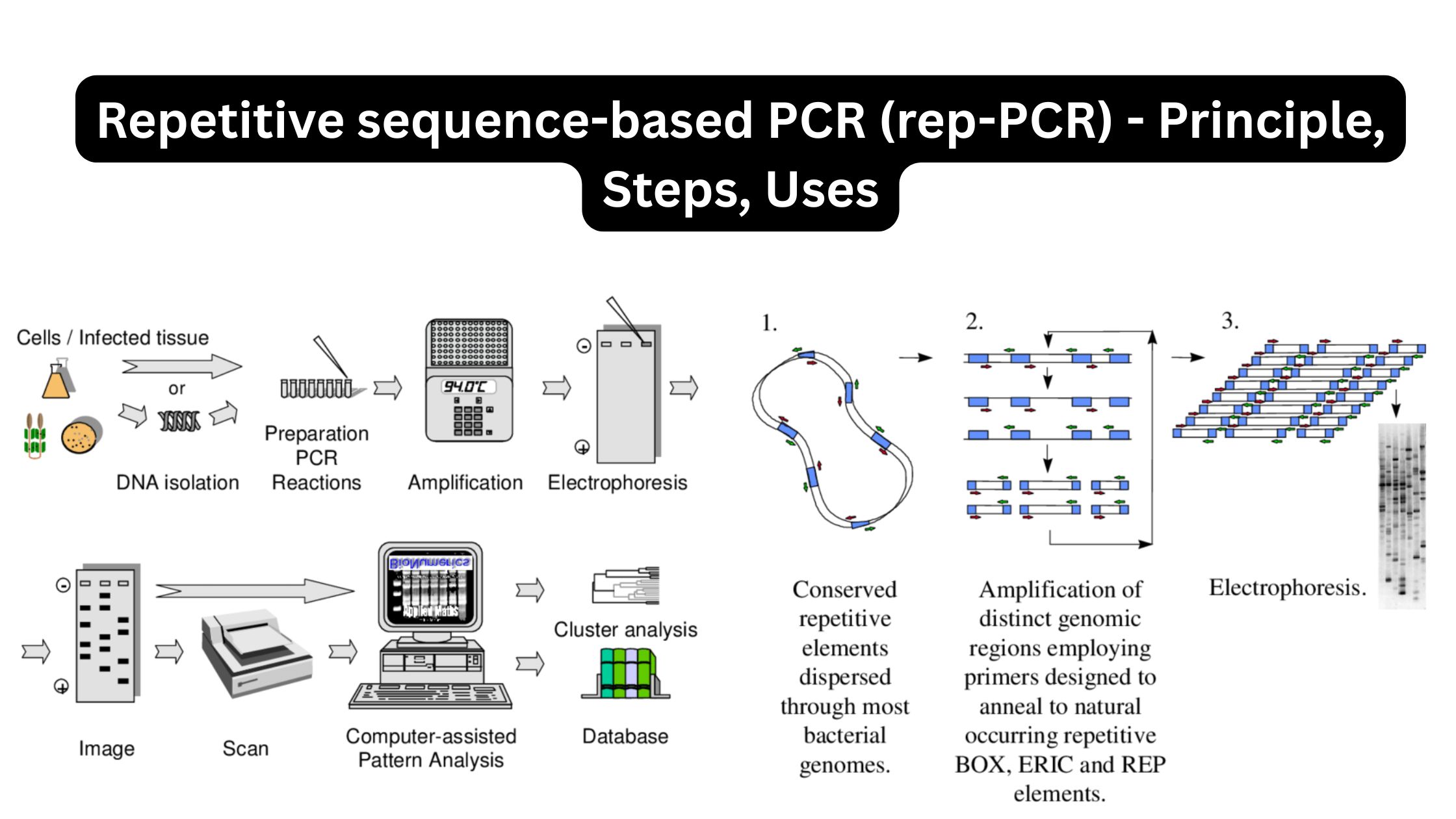Repetitive sequence-based PCR (rep-PCR) - Principle, Steps, Uses 10 Repetitive sequence-based PCR (rep-PCR) - Principle, Steps, Uses