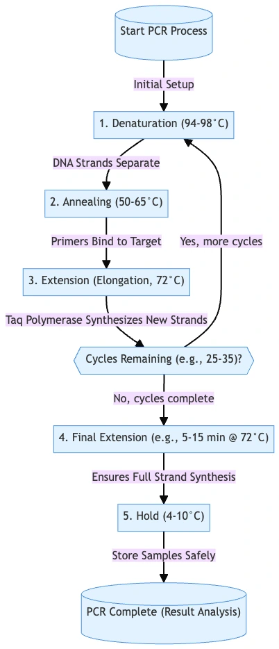 Polymerase Chain Reaction (PCR) - Definition, Steps, Principle, Application 10 Stages of PCR