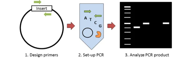 colony PCR