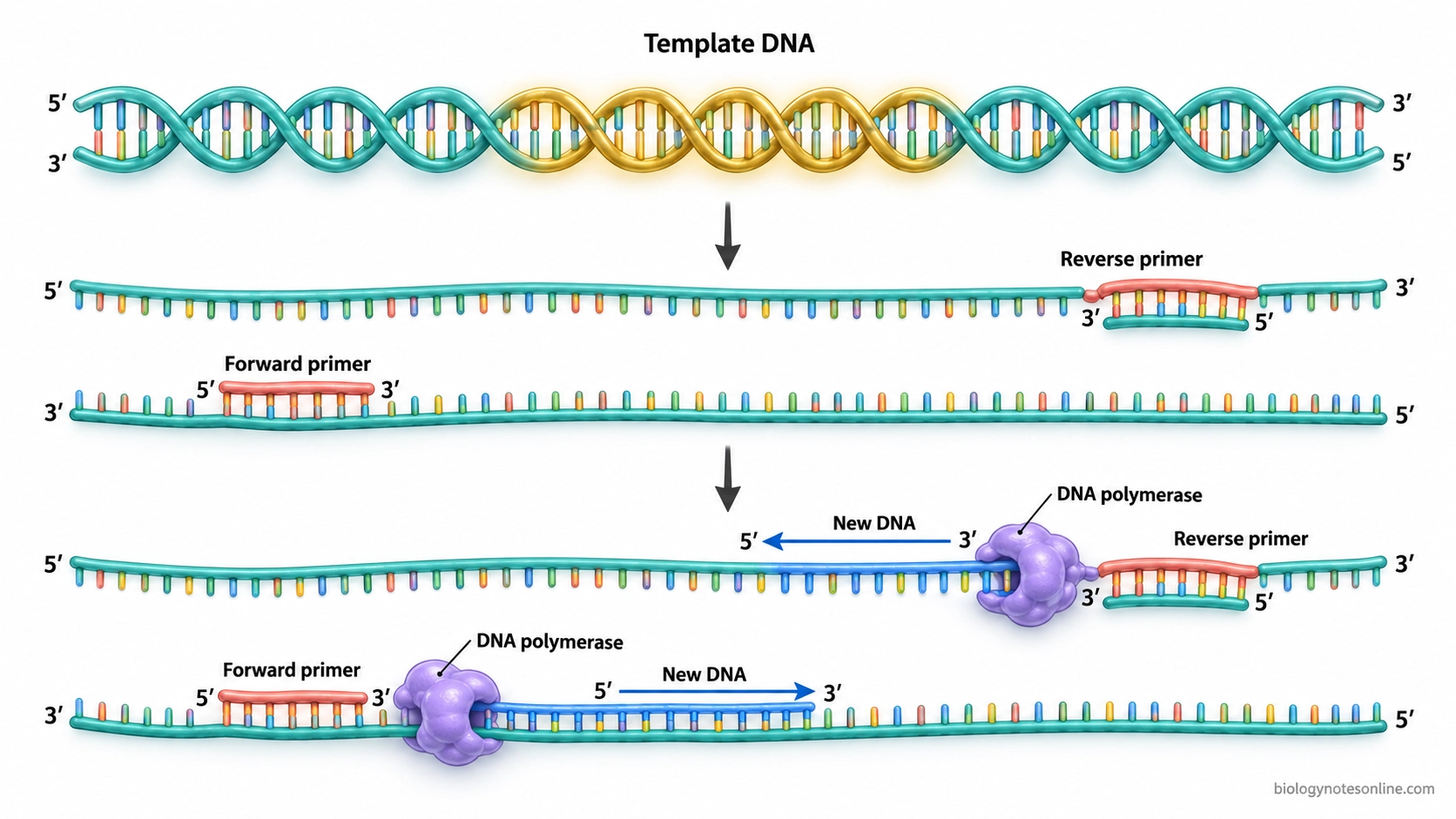 Antiparallel DNA strands showing forward and reverse primers binding to opposite templates and DNA polymerase extending new strands in the 5′ to 3′ direction.