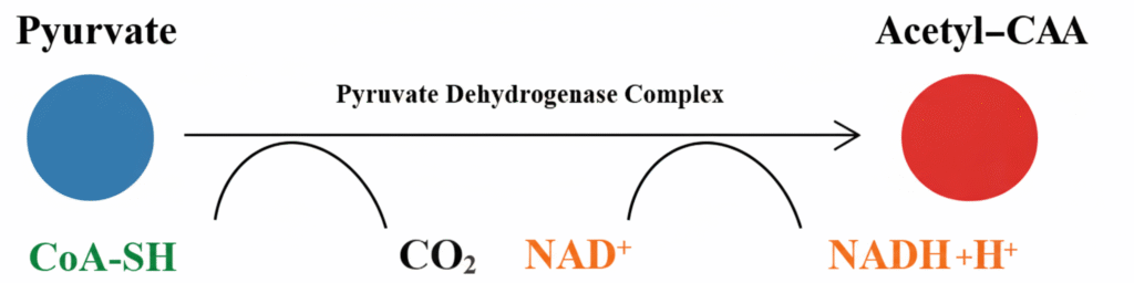 Acetyl CoA Formation