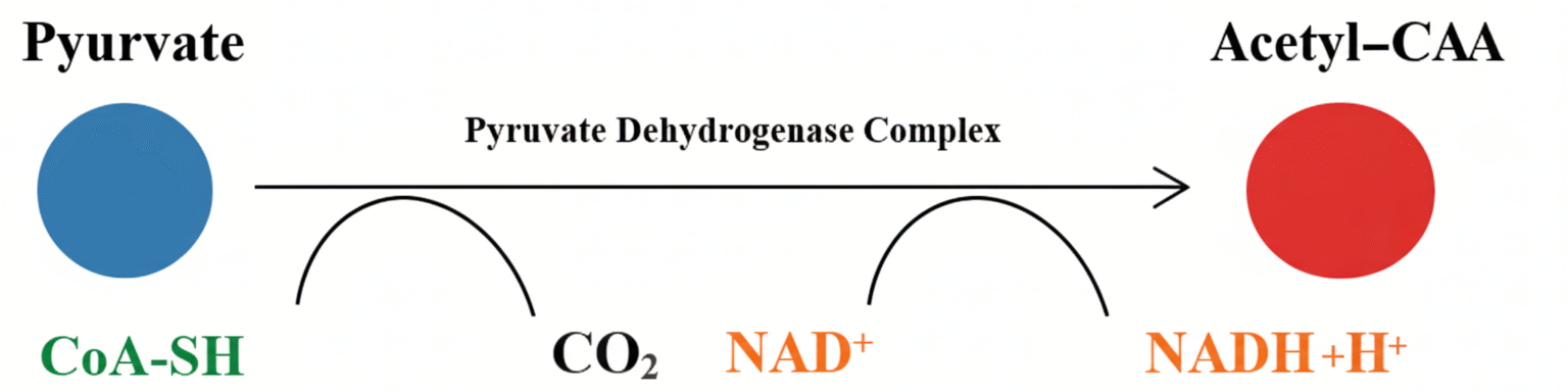 Fate of Pyruvate - Acetyl CoA, Lactate, Alcohol Formation