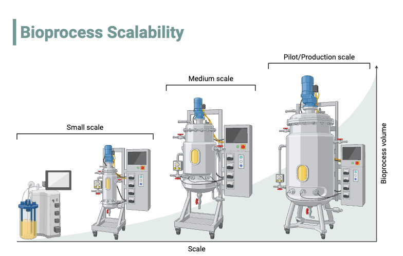 Bioprocess Scalability