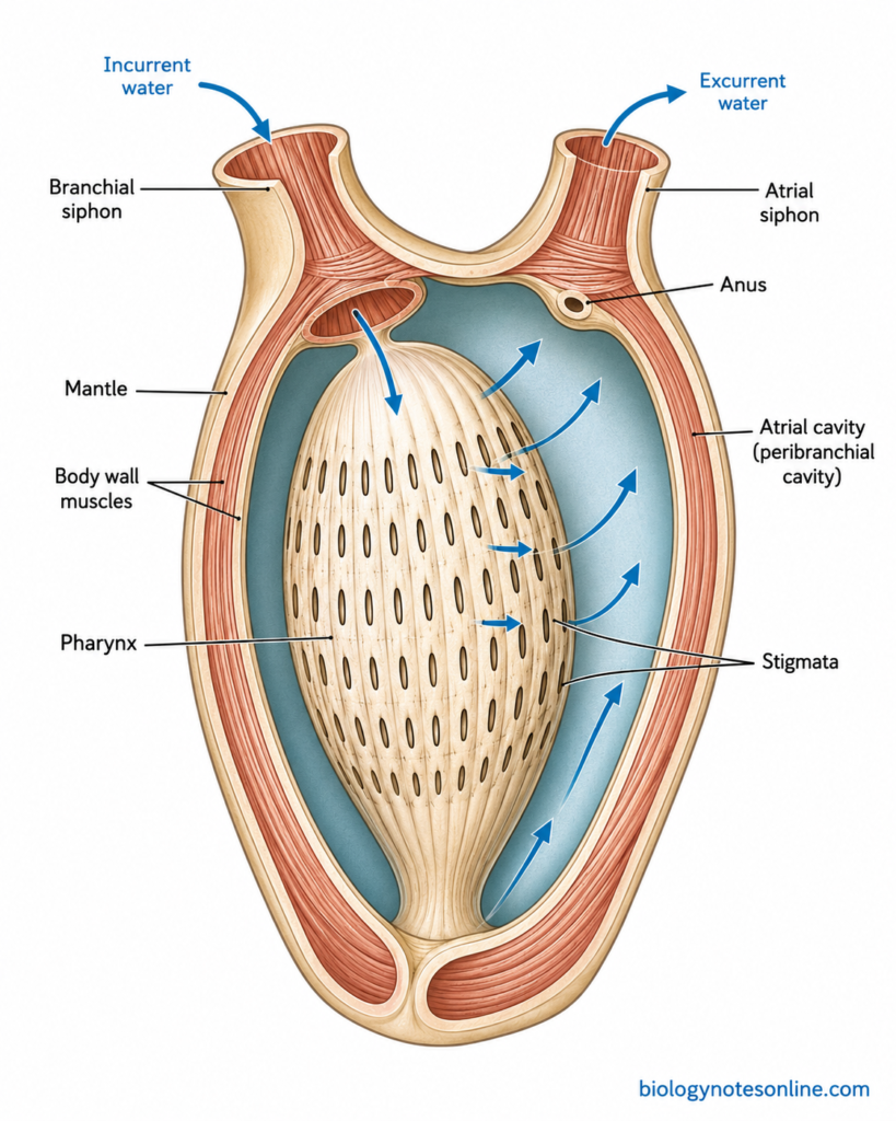 Diagram showing Body Wall and Internal Organization of Herdmania