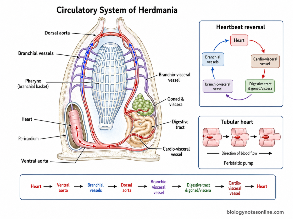 Diagram showing Circulatory System of Herdmania