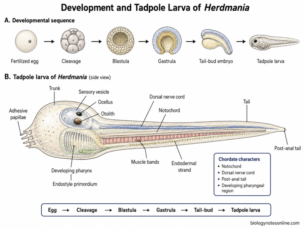 Diagram showing Development and Tadpole Larva of Herdmania
