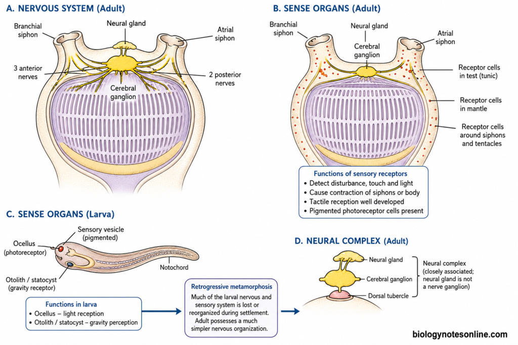 Diagram showing Nervous System and Sense Organs of Herdmania