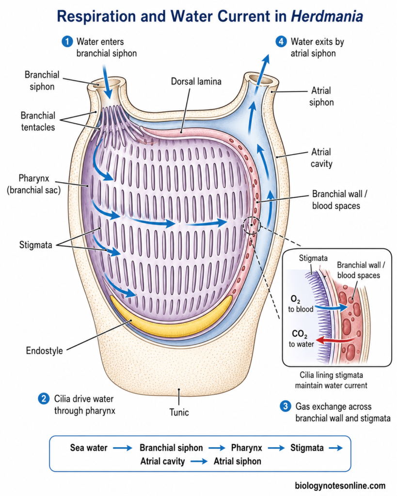Diagram showing Respiration and Water Current of Herdmania