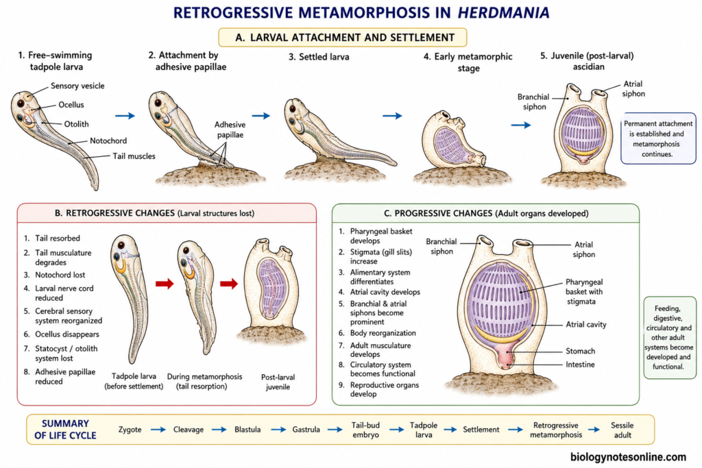 Diagram showing Retrogressive Metamorphosis in Herdmania