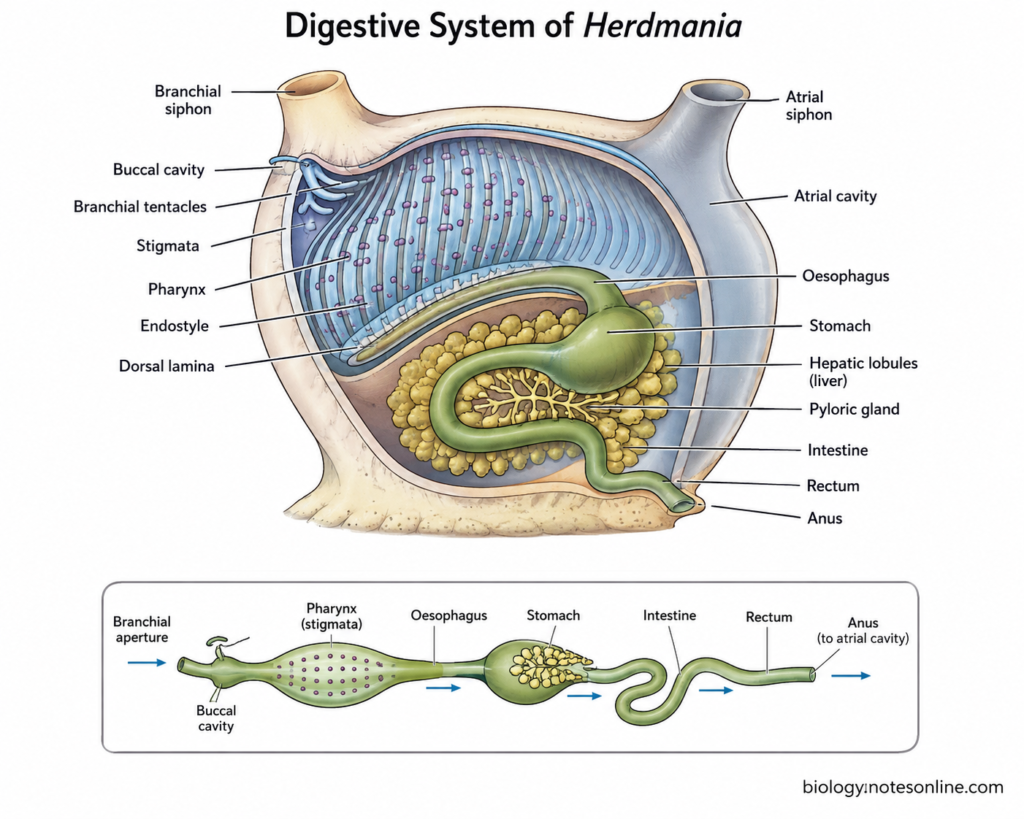 Digestive System of Herdmania