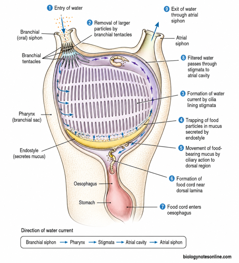 Feeding Mechanism of Herdmania