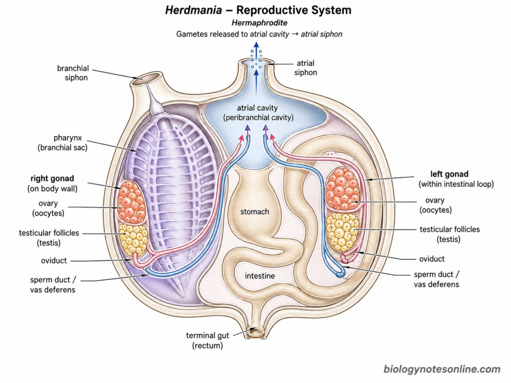 Labelled diagram showing Reproductive System of Herdmania