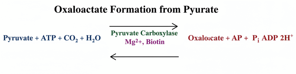 Oxaloacetate Formation