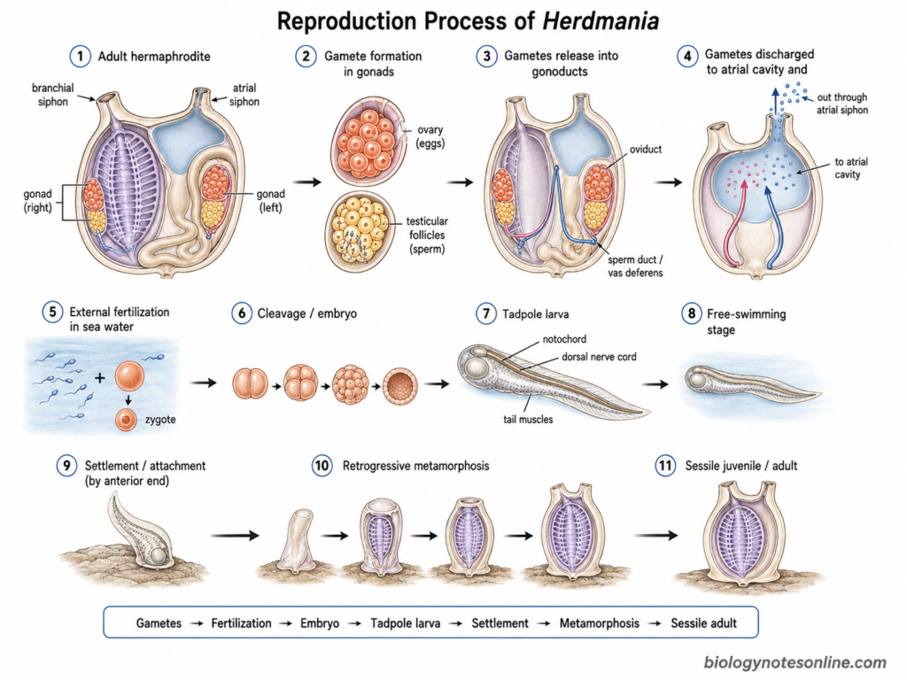Schematic diagram showing Reproduction Process of Herdmania
