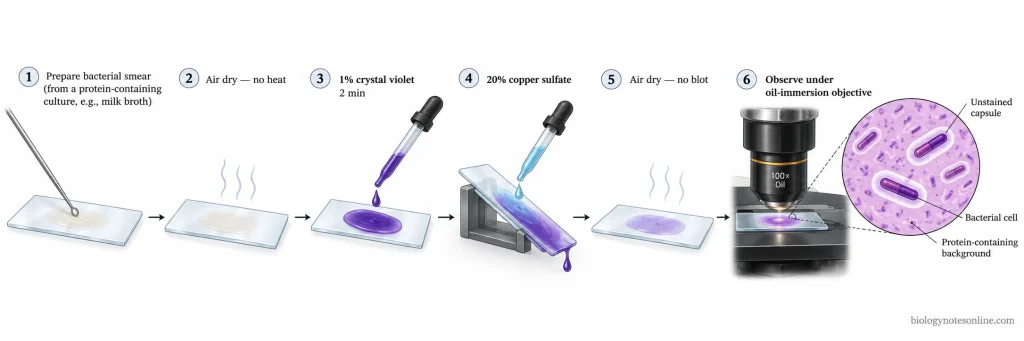 Six-stage Anthony's capsule staining workflow showing smear preparation, air drying, crystal violet, copper sulfate rinsing, and microscopic examination.