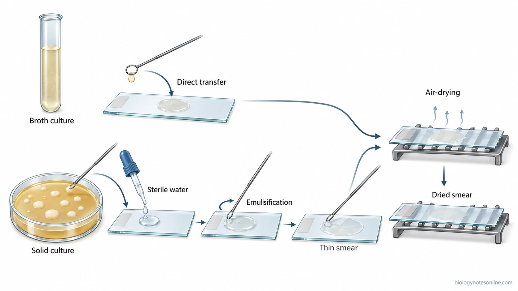 Workflow showing bacterial smear preparation from broth culture and agar colonies, followed by spreading and complete air-drying on glass slides.