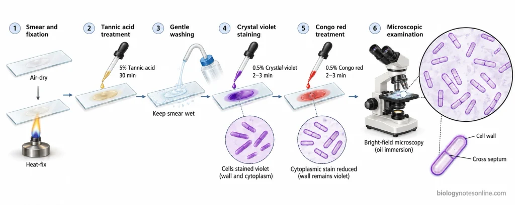 Cell Wall Staining - Principle, Methods, Procedure and Results 2 Ringen et al. staining procedure showing tannic acid mordanting, crystal violet staining, Congo red treatment and violet bacterial wall outlines.