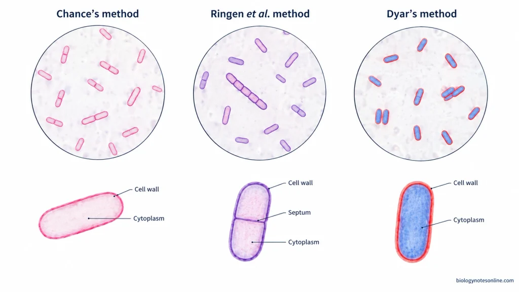 Cell Wall Staining - Principle, Methods, Procedure and Results 4 Comparison of bacterial cell wall staining results: pink-red walls in Chance's method, violet walls in Ringen's method, and red walls with blue cytoplasm in Dyar's method.