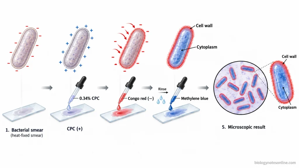 Cell Wall Staining - Principle, Methods, Procedure and Results 3 Dyar's staining mechanism showing CPC treatment of the bacterial surface, Congo red association, and methylene blue staining of the cytoplasm.