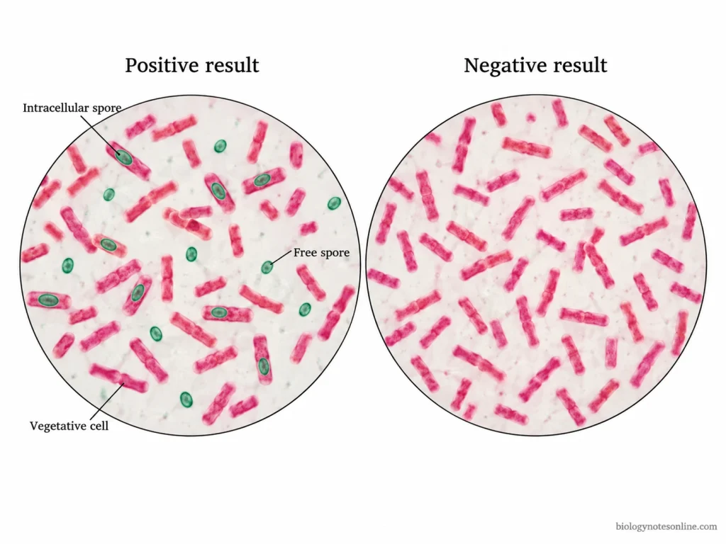 Positive endospore staining shows green intracellular or free spores, while a negative preparation shows no visible green endospores. A negative result does not always exclude the ability of a bacterial species to form spores.