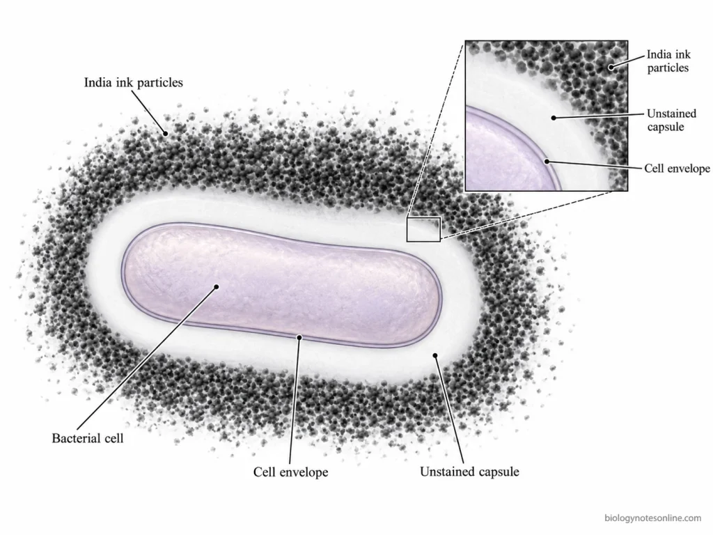 India ink particles remain outside the hydrated bacterial capsule, producing a clear zone between the cell and the dark background.