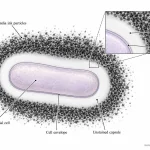 India ink particles remain outside the hydrated bacterial capsule, producing a clear zone between the cell and the dark background.