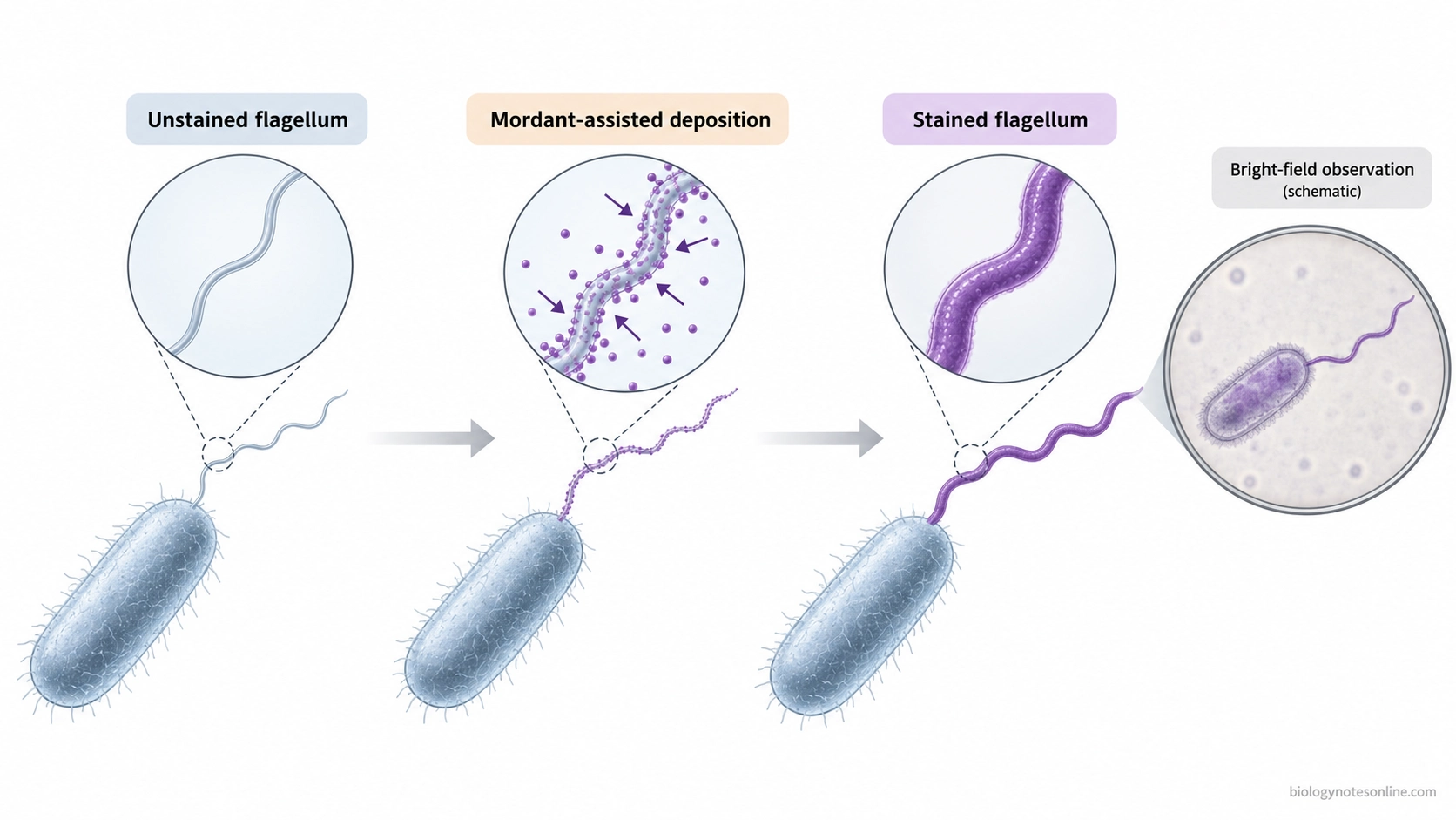 Comparison of a thin bacterial flagellum before staining, mordant-assisted dye deposition around the filament, and a thicker stained flagellum visible under light microscopy.