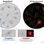 Matched brightfield and PI fluorescence views showing all cells in the sample and red fluorescent nuclei in a subset of PI-positive cells.