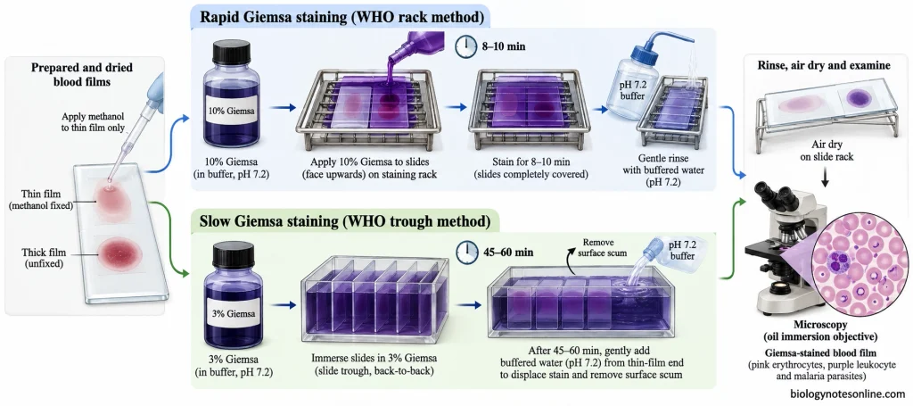 Parallel Giemsa staining workflows showing 10% stain for 8–10 minutes and 3% stain for 45–60 minutes, followed by buffered rinsing and drying.