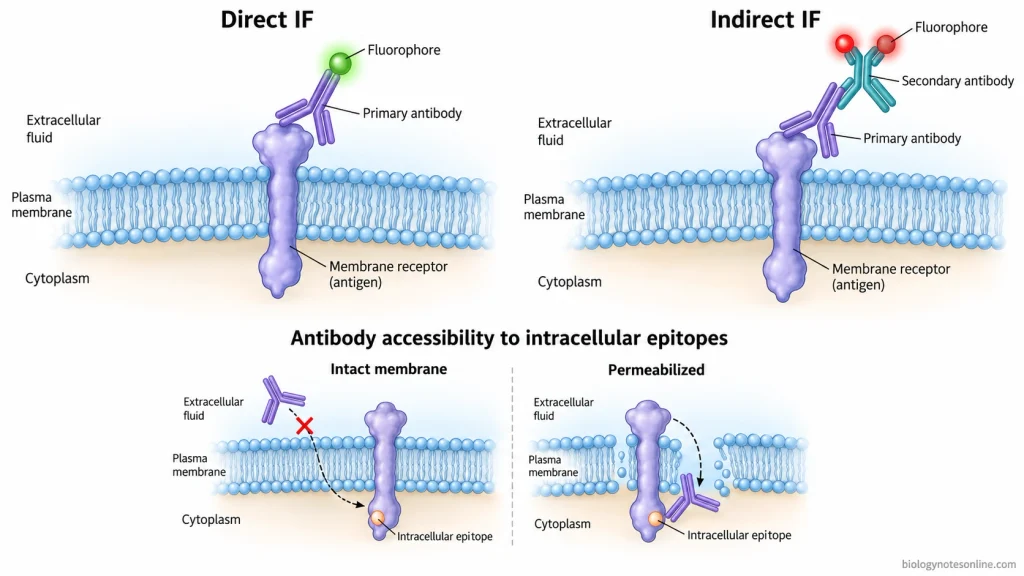Comparison of directly labeled primary antibodies and fluorescent secondary antibody detection of membrane proteins, with an inset showing intracellular epitope access after permeabilization.