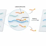Complementary labeled DNA probe hybridizing to target RNA immobilized on a nylon membrane, followed by washing and detection of a specific RNA signal.