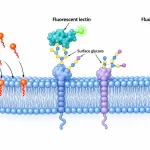 Cross-section of a plasma membrane showing lipophilic dyes associated with the lipid bilayer, fluorescent lectins bound to surface carbohydrates, and antibodies recognizing membrane proteins.