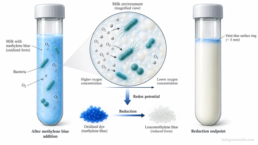 Diagram of bacterial oxygen consumption in milk, reduced redox potential and conversion of blue methylene blue to colourless leucomethylene blue.